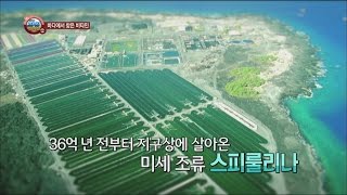 [Power Magazine] Protective foods : Spirulina 바다의 보물! 고단백 영양식품 '스피룰리나' 20160209