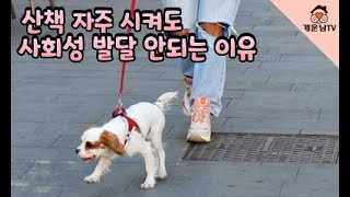 강아지 산책을 많이 시켜도 사회성이 좋아지지 않는 이유. 산책을 나가면 나갈수록 더 흥분하고 짖는 이유