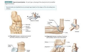 TYPES OF SYNOVIAL JOINTS in Gujarati સાયનોવિયલ સાંધા ના પ્રકારો ગુજરાતીમાં