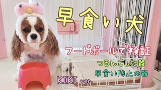 【犬の早食い対策】早食い防止の器は本当に効果あるのか一度検証してみた