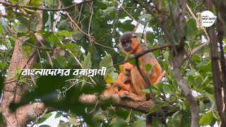 বাংলাদেশের বন্যপ্রাণী || Wildlife of Bangladesh