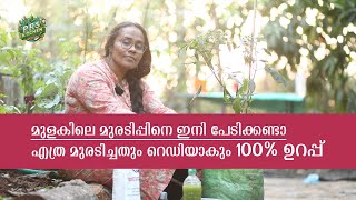 മുളകിലെ മുരടിപ്പിനെ ഇനി പേടിക്കണ്ടാഎത്ര മുരടിച്ചതും റെഡിയാകും 100% ഉറപ്പ്  | Prs Farming Tips