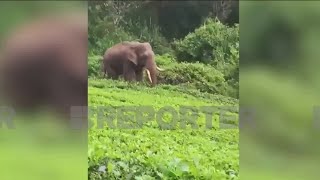 തൃശൂർ മലക്കപ്പാറയിൽ തോട്ടം തൊഴിലാളികൾക്ക് നേരെ കാട്ടാനാക്രമണം; മൂന്ന് പേർക്ക് പരിക്ക് | Thrissur