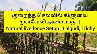 கிளுவை உயிர்வேலி Live fence Part-2