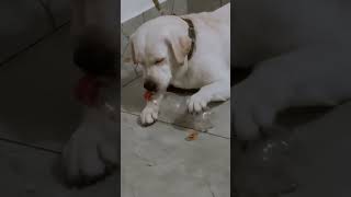 dog biting bottle  #shorts#youtube#viral