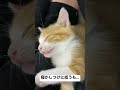 寝かしつけに全力で抵抗する子猫 猫 cat kitten 子猫 保護猫 ねこ こねこ shorts