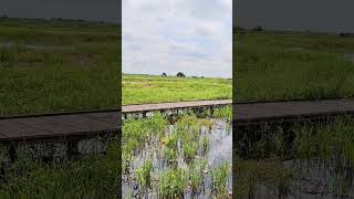 Persawahan #sawah #ricefield #shorts #shortvideo