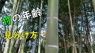 【竹細工】竹の年齢の見分け方