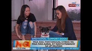 BT: Mga aso, pantanggal-stress ng mga mag-aaral at nagtatrabaho sa UP Diliman