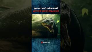 ഇണ ചേർന്ന് കഴിഞ്ഞാൽ ഇണയെ ഇരയാക്കും ഇവർ 😱|Ep-45| #shortfeed #viral #trending #shorts