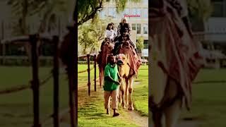 Camel ride #flinpereira #verushkaangelpereira #saxophone #violin #ytshorts #shorts #music #short