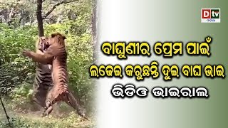 ବାଘୁଣୀର ପ୍ରେମ ପାଇଁ ଲଢେଇ କରୁଛନ୍ତି ଦୁଇ ବାଘ ଭାଇ, ଭିଡ଼ିଓ ଭାଇରାଲ | Odia news live updates #dtvodia