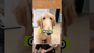 ¿El mejor apodo que conoces? #viralvideo #humor #apodos #comedia #memes #viral #entrevista #shorts