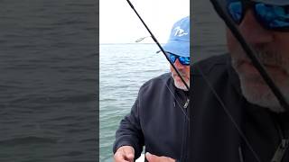 How to Fish a Perch Rig #fishing #perch #bigfish #kingsalmon #perchfishing #perch