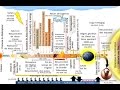 Chronologie générale simplifiée de la fin des temps (eschatologie)