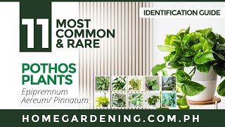 11 COLLECTIBLE POTHOS PLANTS VARIETIES // Home Gardening #IdentificationGuide