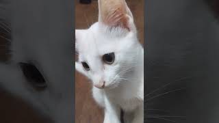 ആരോടും കൂട്ട് കൂടണ്ടന്ന് പറഞ്ഞു #cat#shortsvideo