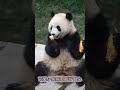 1.18.開心乾飯的小熊熊！💖🐼渝可渝愛 大熊貓 cute panda short