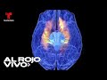 El cerebro sí puede derretirse con el calor y expertos explican cómo sucede