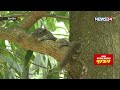 বনখেকোদের কবলে বন্য প্রানীরা যাবে কোথায় wild animals forest news24