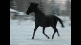 Varsat Karelian Horses.wmv