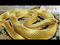 if you dream of a golden snake സ്വർണ പാമ്പിനെ സ്വപ്നം കണ്ടാൽ