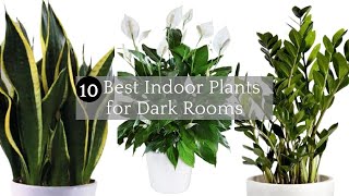 10 Best Indoor Plants for Dark Rooms | Low-Light Houseplants Perfect For Dark Rooms |Low-Light plant