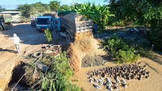 First Start A New Project!! Land fill Up Delete Pond Use Bulldozer Komatsu D20P \u0026 Japan Trucks 5T