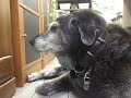 保健所から迎えた犬　飼い主がうるさいな～と思っている看板犬