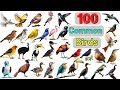 Birds Vocabulary ll 100 Common Birds Name In English With Pictures ll List of Common Birds Pictures