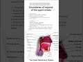 boundaries of regions of the upper airway