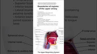 Boundaries of regions of the upper airway