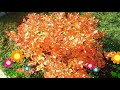 Спирея японская Фаерлайт. Краткий обзор описание характеристик spiraea japonica firelight