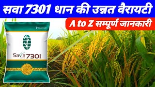 सवा 7301 धान की नई उन्नत वैरायटी | Dhan ki top veriety Sava 7301 | Paddy new veriety 2024