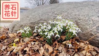 雪滴花 - 冬末春初最早的小花 snowdrops - 容易打理，越长越多