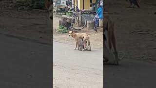 கல்லகம்-நாய் பால் குடிக்க உதவும் குரங்கு