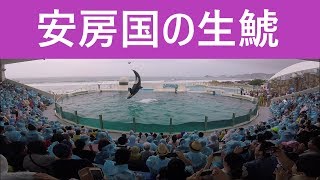 鴨川シーワールド　２０１９　シャチパフォーマンス　５６６　ゴープロで安房国の生鯱のサマースプラッシュを安全地帯から高視野角で撮ってみた　killerwhale show