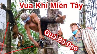 Chấn Động Miền Tây Thôi Xong Vua Khỉ Miền Tây Cưa Toàn Cây Siêu Khủng Xem Nổi Da Gà