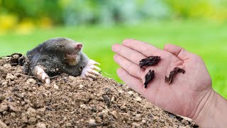 Moles will immediately leave your garden without traps and poison