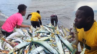 unbelievable catch today lots of piper fish and bread 🍞 fi days