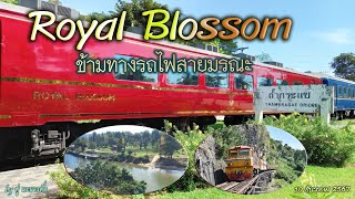 ข้ามทางรถไฟสายมรณะ Premium Class Royal Blossom  วันที่ 10 ธันวาคม 2567 รถไฟท่องเที่ยวระดับเฟิร์สคลาส