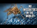 What if mosquitoes went extinct