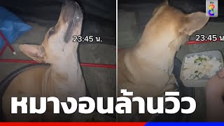 หมางอนเจ้าของหนัก คนแห่ดูเป็นล้าน | ข่าวช่อง8