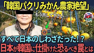 【海外の反応】「韓国パクリみかん農家絶望」すべて日本のしわざだった!?日本が韓国に仕掛けた恐るべき罠とは