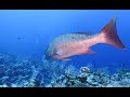 WRECK DIVES in the Cayman Islands