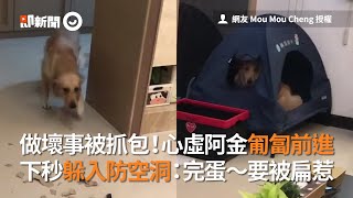 做壞事被抓包！心虛阿金匍匐前進　下秒躲入防空洞：完蛋～要被扁惹│寵物│狗狗 黃金獵犬