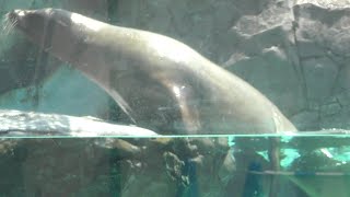 アシカがプールからあがる様子　　A sea lion emerges from the pool　8月 2日 撮影