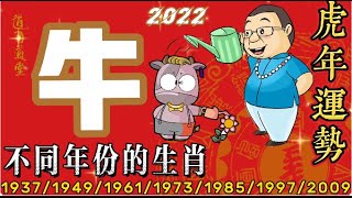 不同年份出生的【生肖牛在虎年運勢】/1937/1949/1961/1973/1985/1997/2009/2021