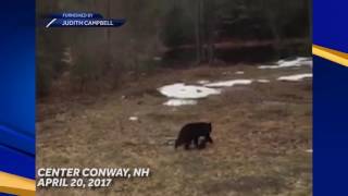 Awww! Bear, tiny cub spotted in Center Conway back yard