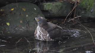 20181125 成功大學鳳頭蒼鷹 5